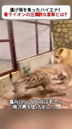 Cornered Hyena! The Mother Lion's Overwhelming Counterattack #AnimalBattle #NatureFootage #Predat...