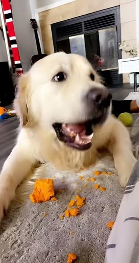 Dog Loves Eating Carrots || ViralHog
