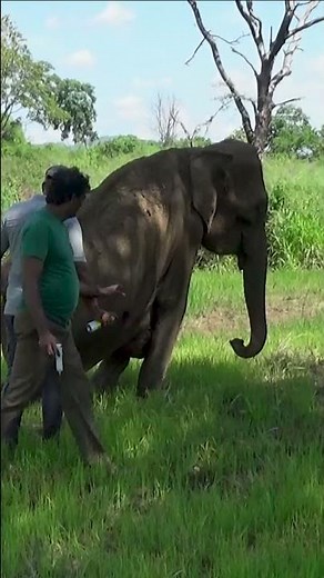 Treating a Giant Elephant’s Infected Stomach 🐘💉 | Brave Rescue