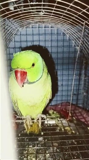 🦜🦜🌶️🍎🥭🌽@Grhudyaanofficil #love#youtubeshorts#shortvideo#sorts #shorts#mittu#parrot