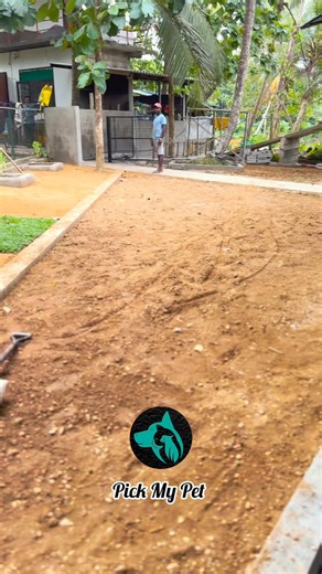 Now your furry friends can enjoy their vacation at pick my pet Godigamuwa with spacious cages , unlimited freedom, tasty and delicious food Bookings: 0715686665. #pickmypet #petcare #grandopening #petboarding #petspa #petgrooming | Pick My Pet