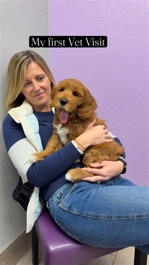 Bentley the Labradoodle | Then vs now. First vet visit → one year later 🐾 Still the same baby. Just bigger. Follow @bentleythelabradoodle_ #BentleyTheLabradoodle... | Instagram