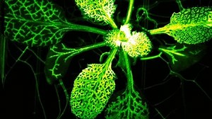 Watch a Mutant Plant Burst Into Action When Attacked