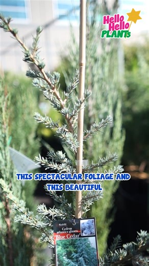 This is the tree that instantly makes a garden feel elegant. 🌲𝐁𝐥𝐮𝐞 𝐀𝐭𝐥𝐚𝐬 𝐂𝐞𝐝𝐚𝐫 (Cedrus atlantica glauca) features stunning 𝘴𝘪𝘭𝘷𝘦𝘳-𝘣𝘭𝘶𝘦 𝘧𝘰𝘭𝘪𝘢𝘨𝘦 𝘢𝘯𝘥 𝘢 𝘴𝘵𝘳𝘰𝘯𝘨 𝘤𝘭𝘢𝘴𝘴𝘪𝘤 𝘴𝘩𝘢𝘱𝘦 — perfect for creating structure, height, and that timeless designer look. ✨ . 👉𝙏𝙪𝙧𝙣 𝙮𝙤𝙪𝙧 𝙜𝙖𝙧𝙙𝙚𝙣 𝙞𝙣𝙩𝙤 𝙖 𝙩𝙧𝙪𝙚 𝙨𝙩𝙖𝙩𝙚𝙢𝙚𝙣𝙩 𝙨𝙥𝙖𝙘𝙚: https://www.thetutuguru.com.au/shop/cedrus-blue-atlas-cedar/ . #BlueCedar #AtlasCedar #FeatureTree #Conifer #Gar