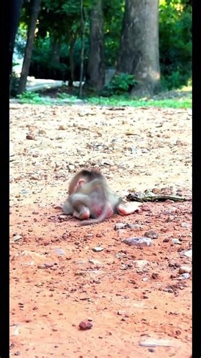 Heartbreaking Moment: Baby Monkey Calling for His Mother 21 July 2026