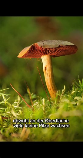 🍄 Der größte Pilz der Welt!