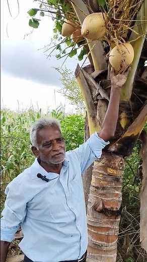 Top Coconut Expert Reveals BEST Harvesting Techniques