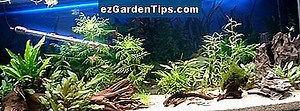 Comment tailler une mini-rose 🌱 Conseils Jardiniers - Fr.ezGardenTips.com