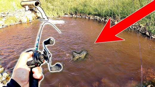 Giant fish trapped in tiny puddle surprises local angler