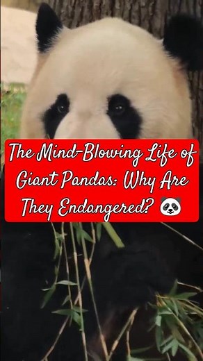 The Mind-Blowing Life of Giant Pandas: Why Are They Endangered? 🐼 #panda #giantpanda #wildlife