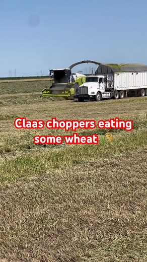 Claas choppers eating some wheat 🌾 #silage #farmequipment #farming #farmtech #night #sunday #california #moon #traveltheworld #domingo | Octo Cucin