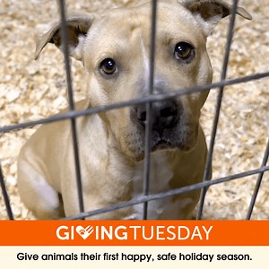 This GivingTuesday, you can give abused animals their very first happy, safe holiday. Join the season of second chances with a lifesaving donation to the ASPCA today 🧡 | ASPCA