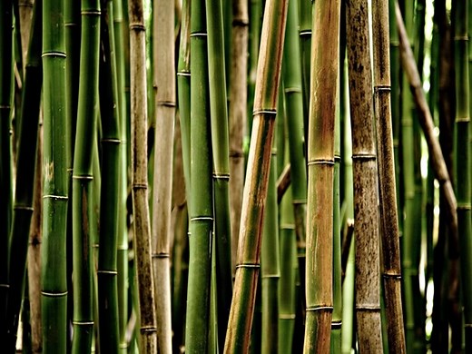 How to Make Your Ecommerce Eco-Friendly