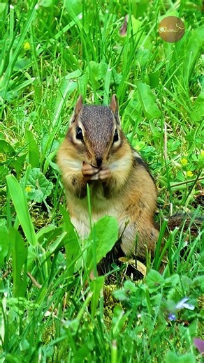 A Quick Little Chipmunk Munching Happily