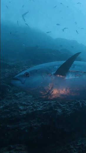 Simrad® | Fish where the fish are with FishCast® powered by ROFFS®