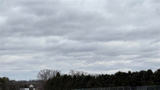 Wisconsin beagle breeding operation to close as part of settlement