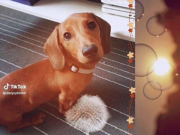 Dachshund Love: Aesthetic Slideshow Tribute