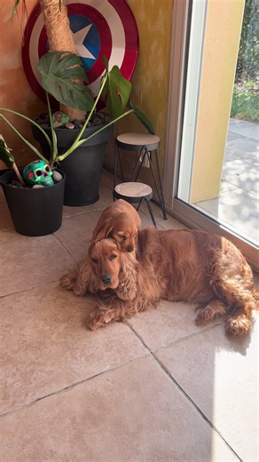 Puppy Cocker Spaniel Playing With Mom's Hair