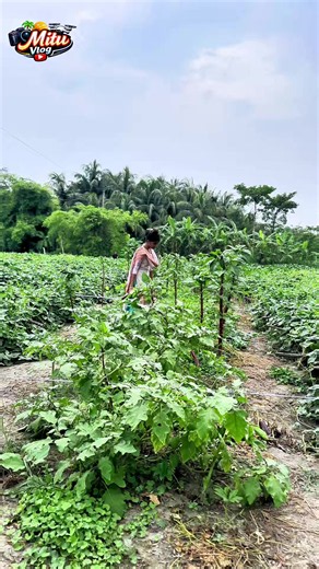 এমনটা করা কি ঠিক হলো বন্ধুরা? #foryoupage❤️❤️ #today #todayvairalvideo #village