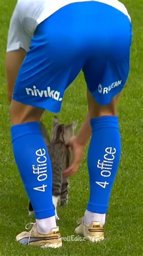 Cats &Humans Bond EP27♥️#cat #catvideos #catlovers