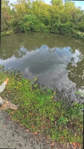 1.4K views | Catching a Bluegill with Mule Fishing Donkey Tail Jr Soft Plastic Fishing Lure #pageviralシ゚ #pageforyou #fishing #virals #post #survival #bassfishing #fish #catchfish #fishinglife | Zandy Stein | Facebook