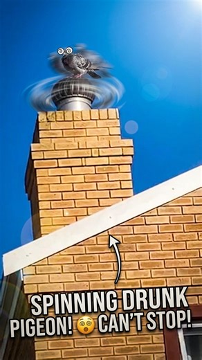 Dove Enjoying the Merry Go Round | SA Today | SA Today