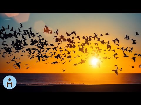 Nature 8D AUDIO | 3D Effect Nature Sounds 🍃Music Relax Nature, Ambience Music, Find Inner Peace