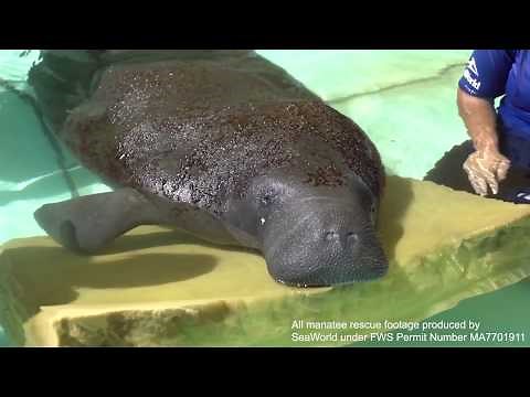 Red Tide Manatee Rescues | SeaWorld Orlando