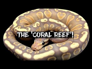 The Rare 'Coral Reef' Ball Python!