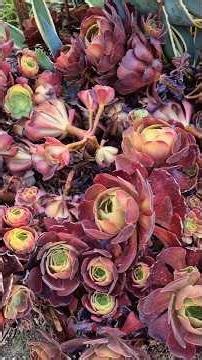 How to save aeonium velour during the summer.