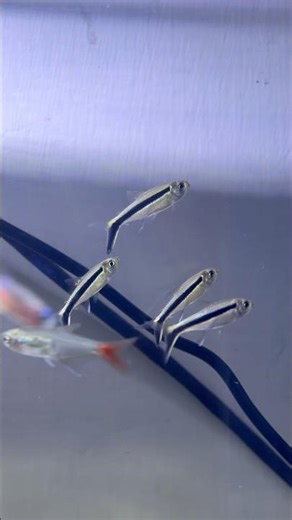 Adding fishes part - 1 #planetaquarium #aquarium #fish #tetrafish #plantedtank #freshwaterfish