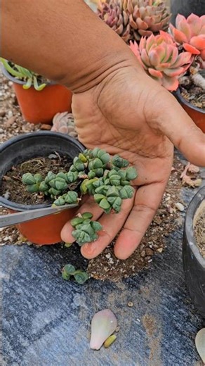 🌸 Ice Plant Propagation from Cuttings | Easy & Fast Growing Succulent Guide 🌿