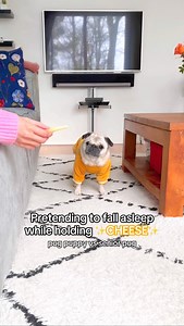 Pretending to fall asleep while holding CHEESE: pug puppy vs senior pug edition 🐽🧀 IB: @sundaythegoldenretriever #pug #dog #dogsofinstagram #pugsofinstagram #WeeklyFluff | Loulou the pug