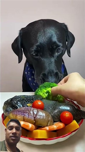 There is a new dish today, guess what magical animals are on Douyin. Cute pet debut plan. Fant 😂P25🦮