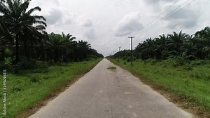 Palm Tree forest. Palm oil farming in West Africa.