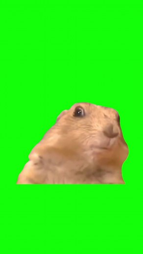 Green Screen Dramatic Chipmunk Meme #greenscreen #greenscreenvideo #chipmunk