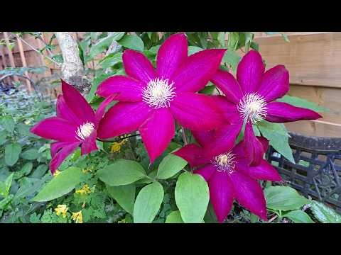Colourful Clematis Vine Varieties in My Garden