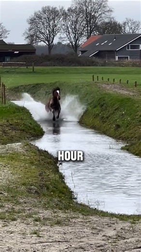 The Freiberger Horse: Switzerland's Only Native Horse Breed #horse #shorts