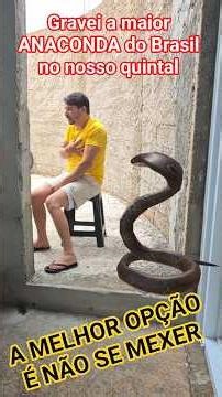 I recorded the biggest ANACONDA in Brazil in our backyard.