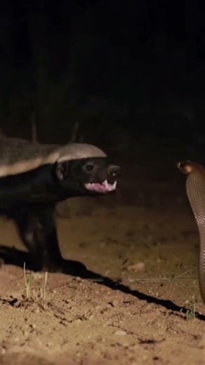 Nature has no mercy Only survival, Honey badger vs cobra | raw and real footage