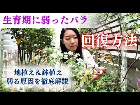 【徹底解説】バラが弱る原因と回復方法を初心者🔰の方にもわかりやすくご説明します！