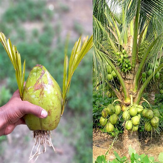 1.4M views · 4.7K reactions | Unique Skill How to grow coconut tree from blank coconut | How to make a coconut tree very easily | Dian Creative | Facebook