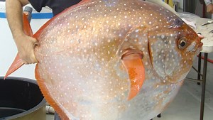 First Fully Warm-Blooded Fish Identified by NOAA Scientists