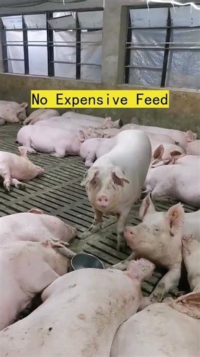 Secret Pig Feed Formula That Makes Pigs Grow Fast