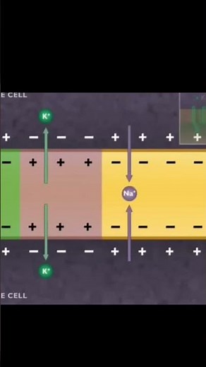 CONDUCTION OF NERVE IMPULSE