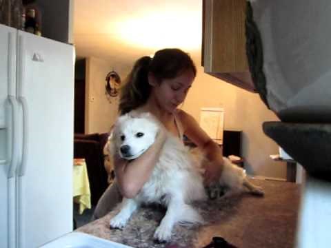 Vet. Tech Dog Restraint Practice