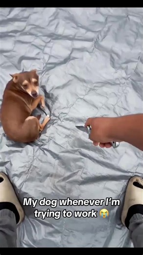 When Dogs Argue in Barks: Hilarious Moments