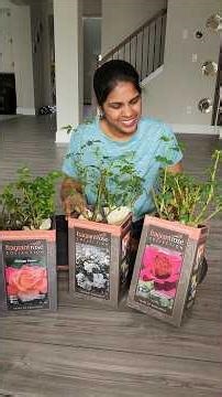 ✨️USA Vlog 263 | Can I Plant a Costco Bare Root Rose in the Garden? #usa #garden #rose #shorts #diy