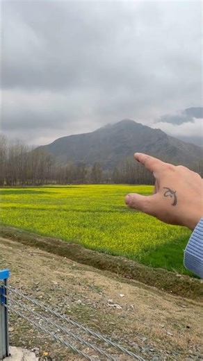 Cant get over this😍 #dailyvlog #365daychallenge #kashmirvalley #highway #mustardfields #mountains