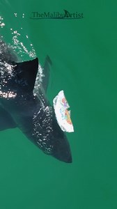"Happy Birthday" That's what this mylar balloon says. Ask anybody that spends time on the ocean and they'll tell you. Mylar balloons are unfortunately everywhere. Did you know that they will NEVER biodegrade? They aren't even recyclable. Because of this, when an animal ingests them they will often have fatal effects. Unfortunately, they end up inside whales, sharks, and other sealife. If more folks realized how destructive mylar balloons are past their few hours of Happy Birthday joy, I believe 